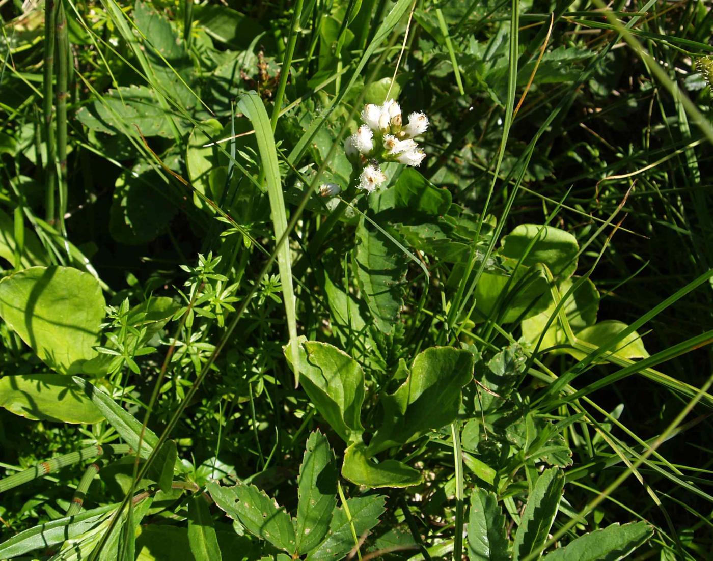 Bogbean leaf